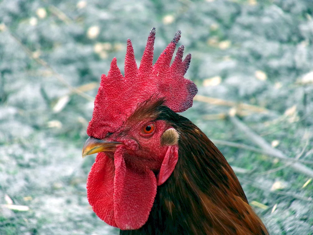 Crested guinea hen