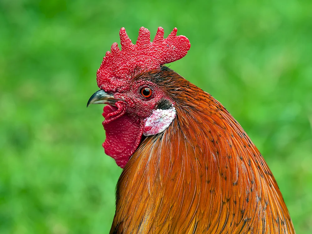 Whiting cockerel