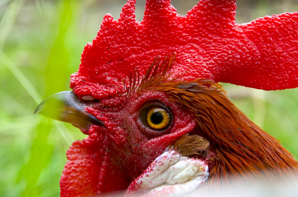 Cockerel