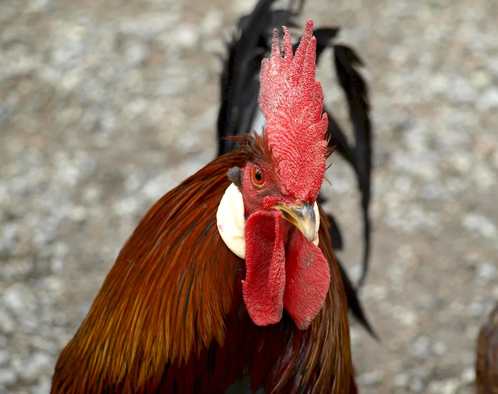 Cockerel cockerel