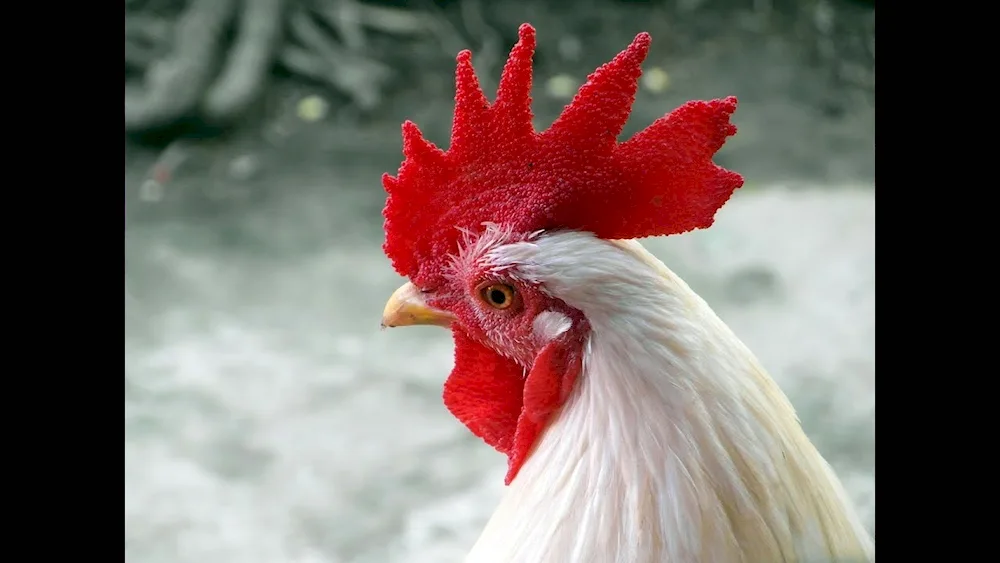 Black cockerel with red crest