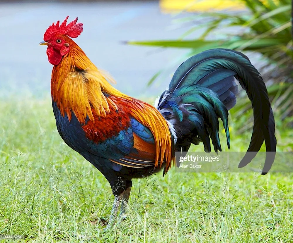 Cockerel hair