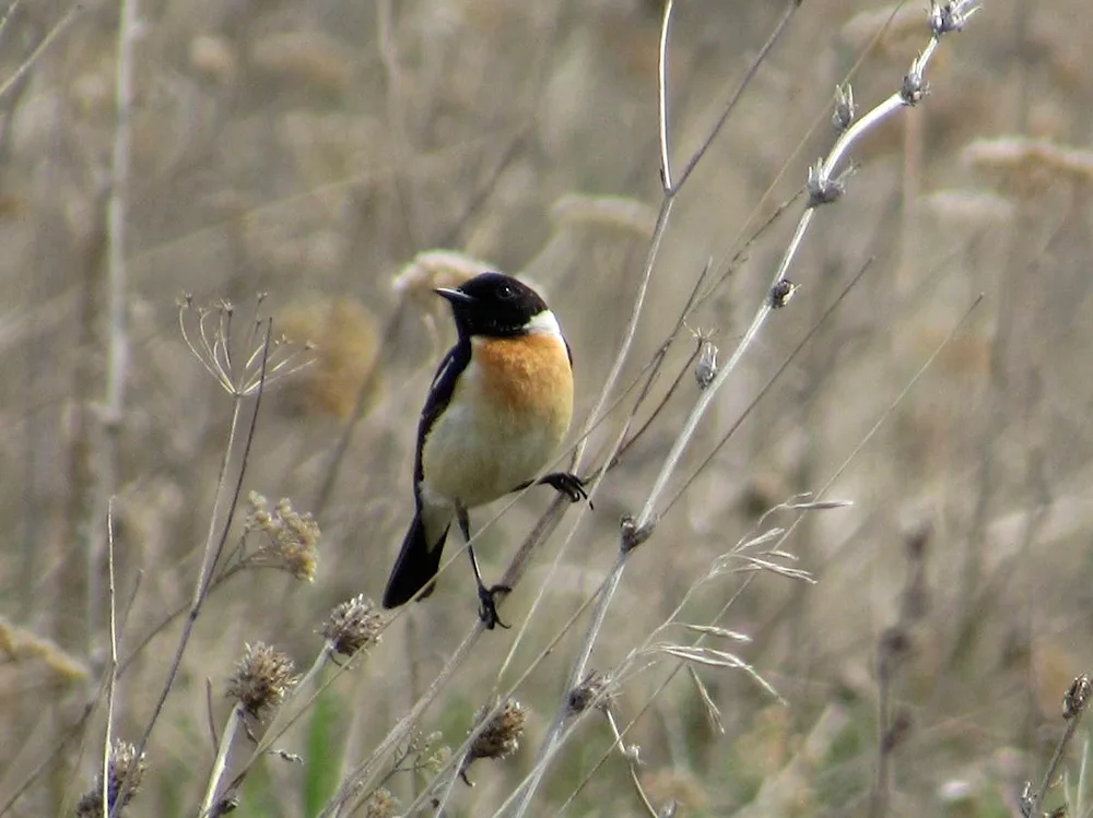 Birds of Altai mountain Altai wintering