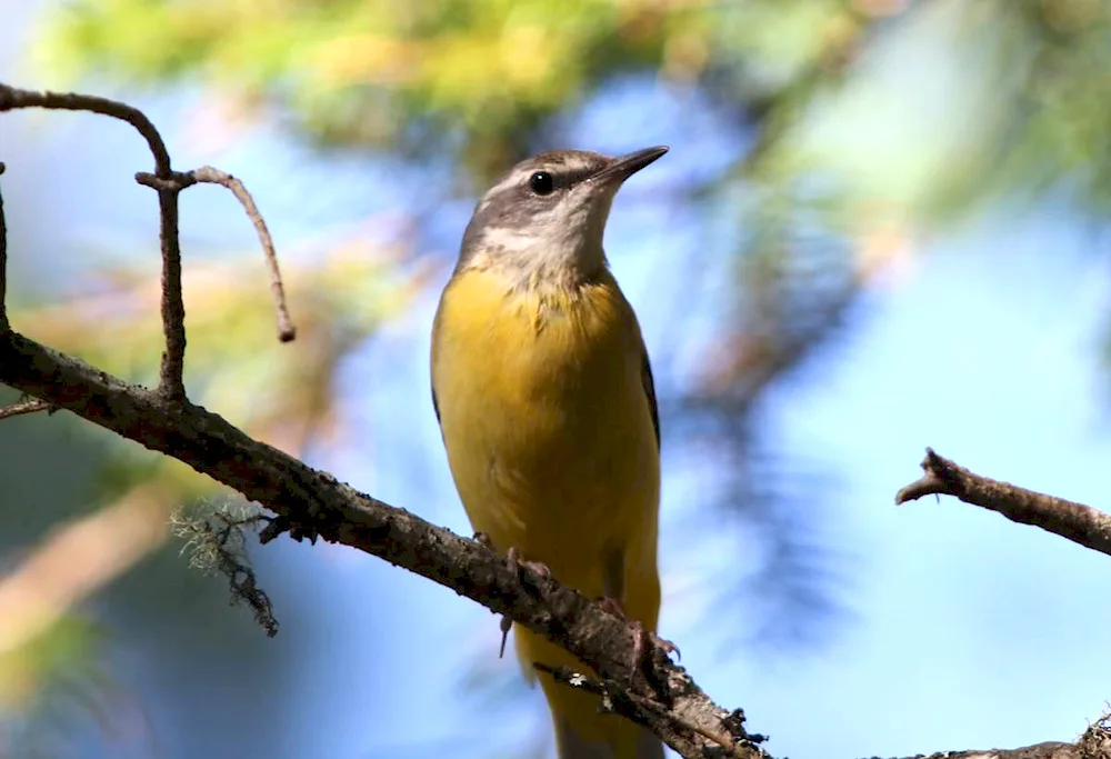 Singing Birds of the Altai Territory