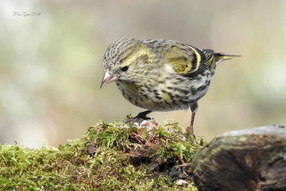 Birds of the Leningrad Oblast
