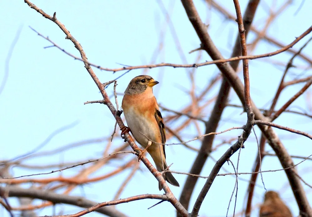 Birds of the Samara Region