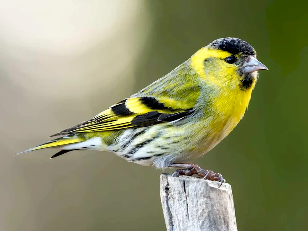 Spinus Spinus Siskin female