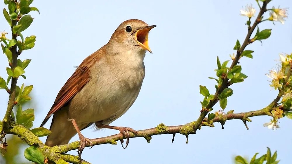 Nightingale Nightingale Warbler