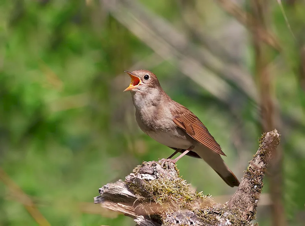 Singbirds Nightingale