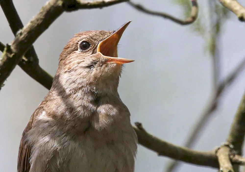 Nightingale songbird