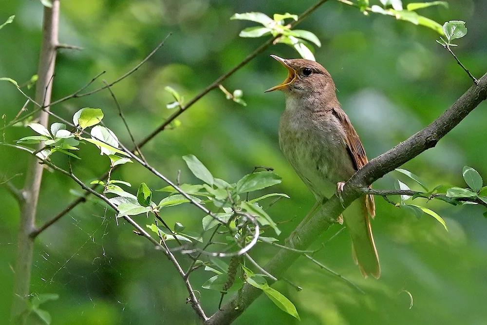 Nightingale songbirds