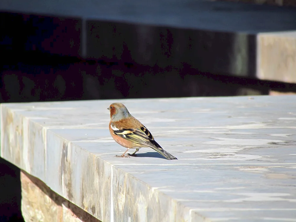 Birds on the Neva River in St. Petersburg