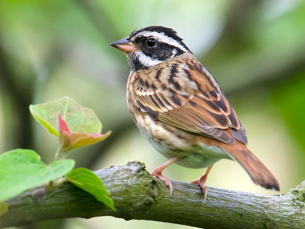 Birds of Tatarstan