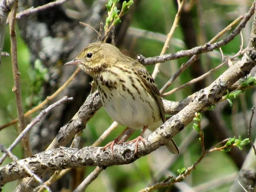 Birds of Irkutsk. Birds of the Urals