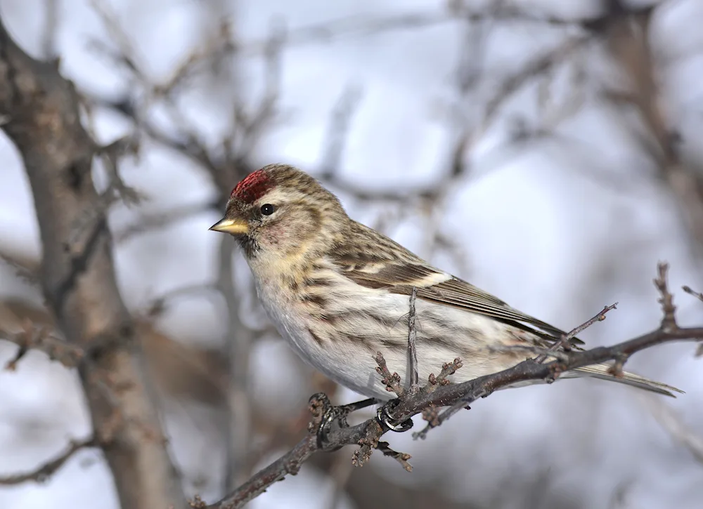 Birds of the Urals