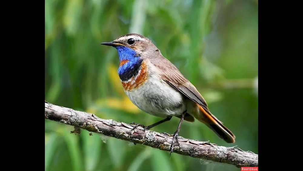 Birds of the Samara Region