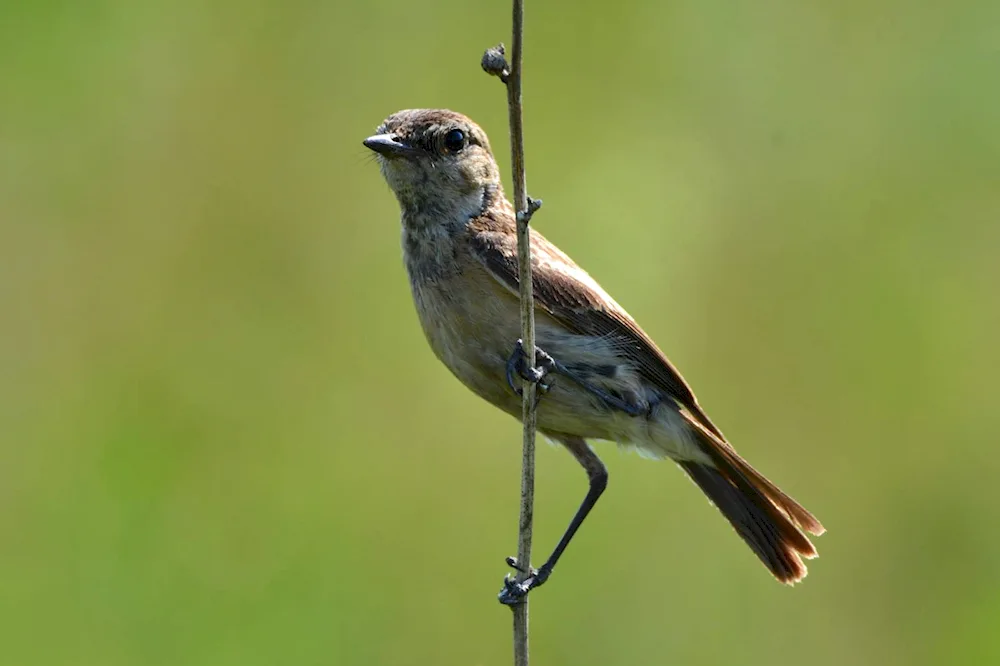 Singing birds of Eastern Siberia