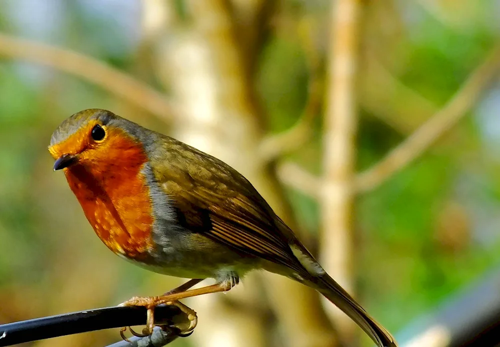 A bird up close