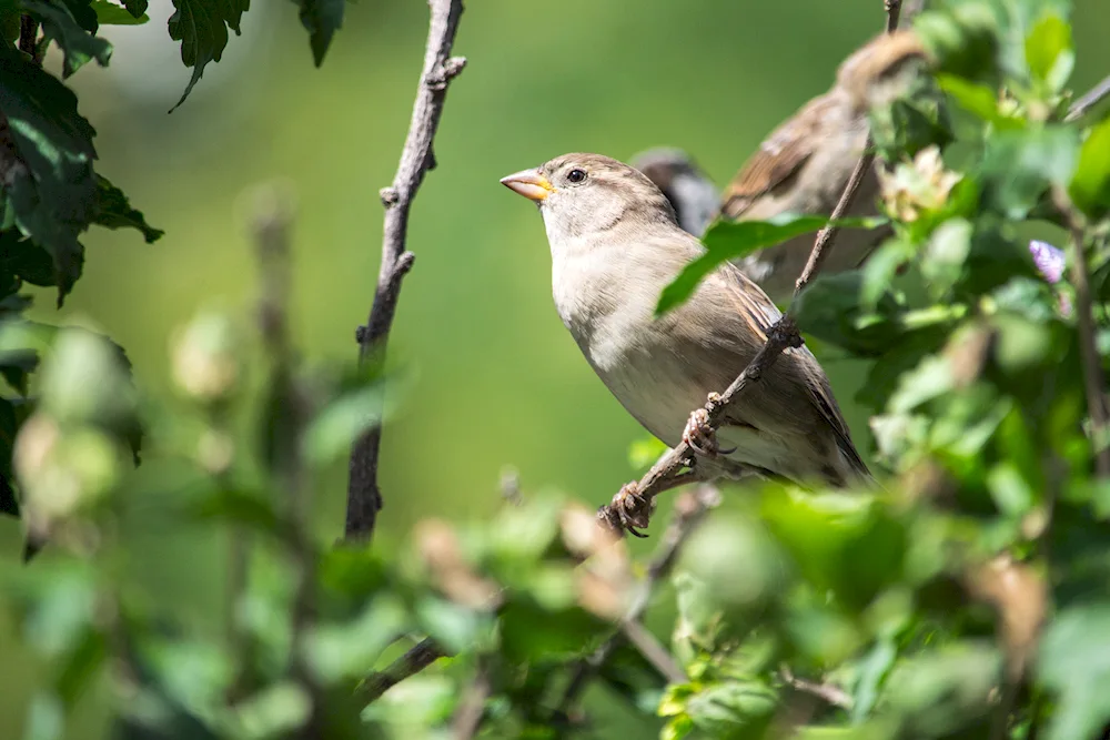 Singing Sparrows