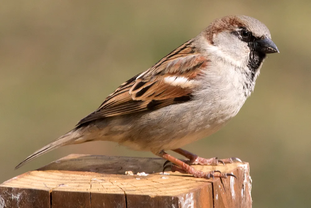 Singing Sparrows passerines