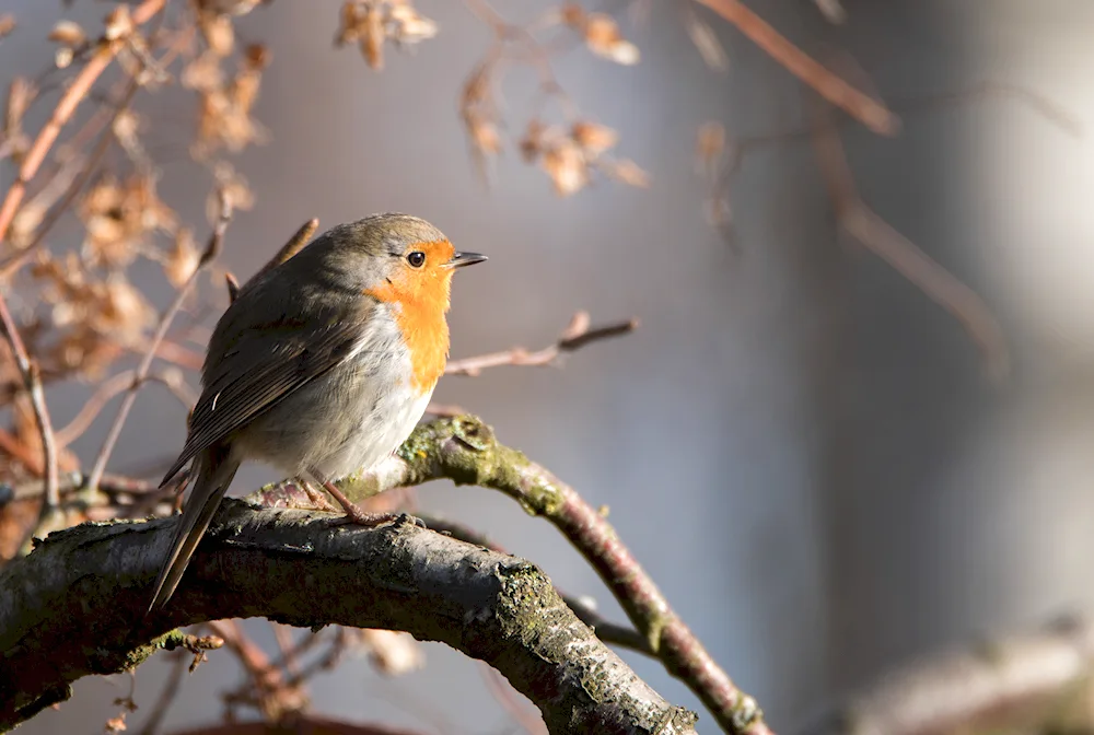 Birds of Tatarstan