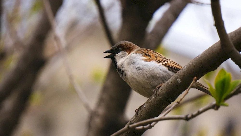 Birds of the sparrow family