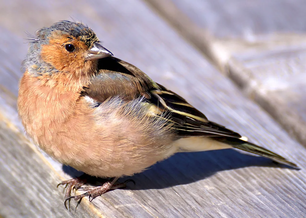 Sparrows