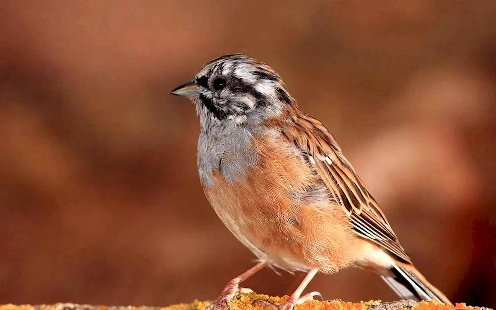 Bird. sparrow-sized bird