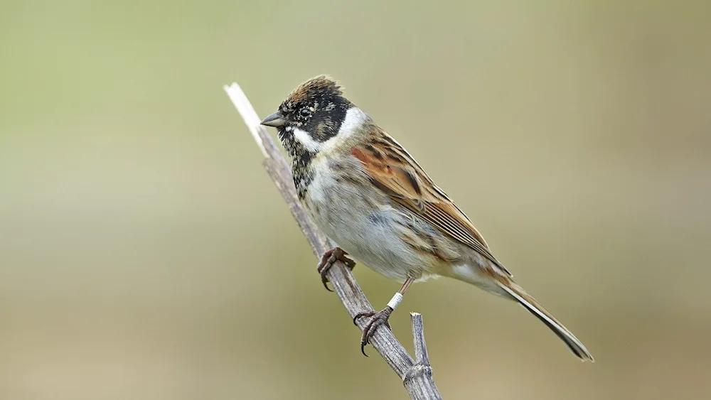 Sparrow on a branch