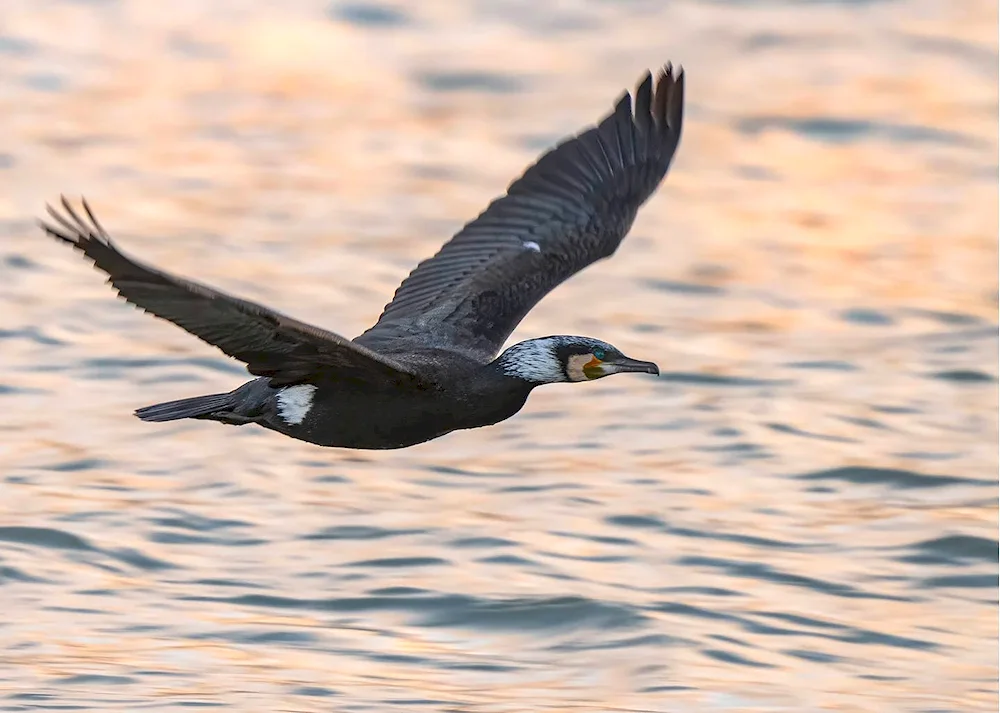 Phalacrocorax Carbo