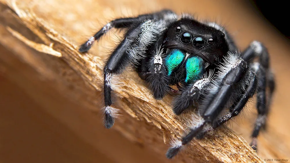 Rock spider eyes