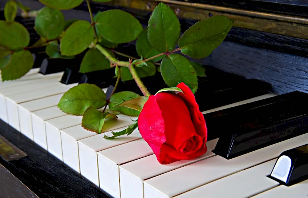 Rosa schrab piano