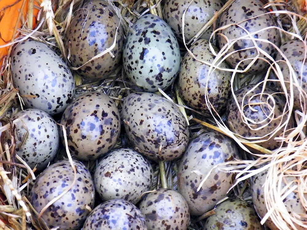 Sarych's nest with eggs