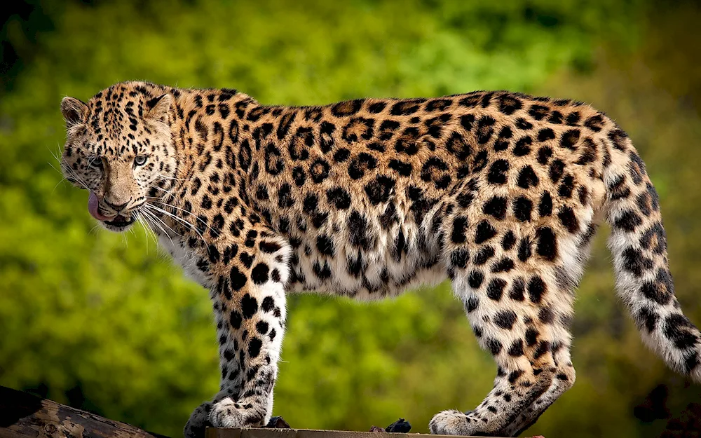 Spotted leopard