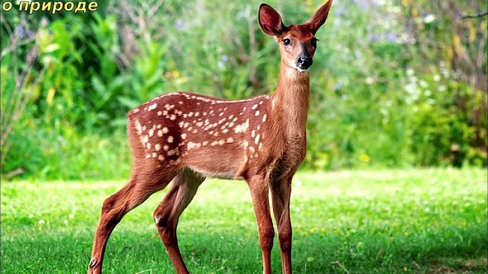 Spotted deer fawn fawns