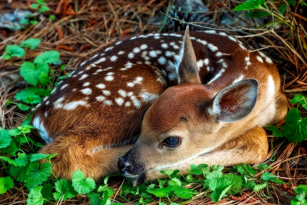 Deer cubs