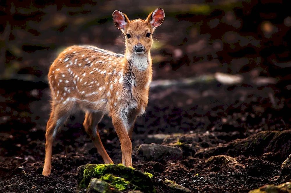 Spotted deer Deer fawns