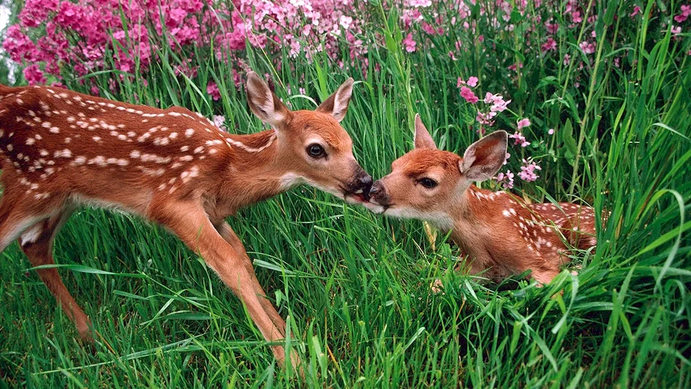 Spotted reindeer Reindeer fawn