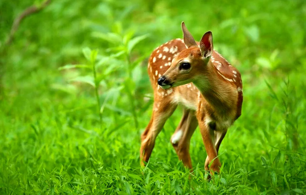 Molly spotted reindeer fawns