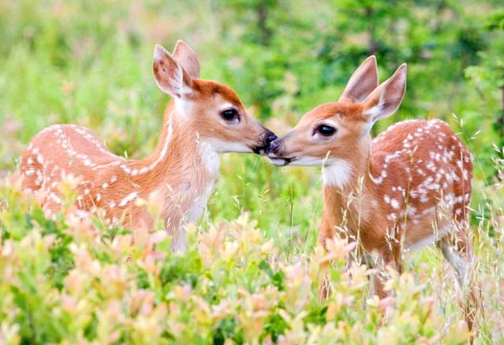 Smooth fawns Baby deer