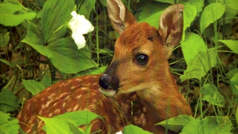 Reindeer and fawn