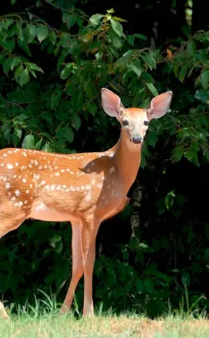 Spotted deer female