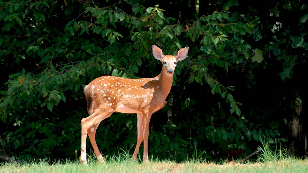 Spotted deer female