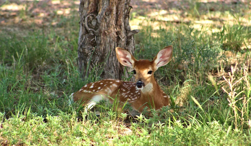 European roe deer