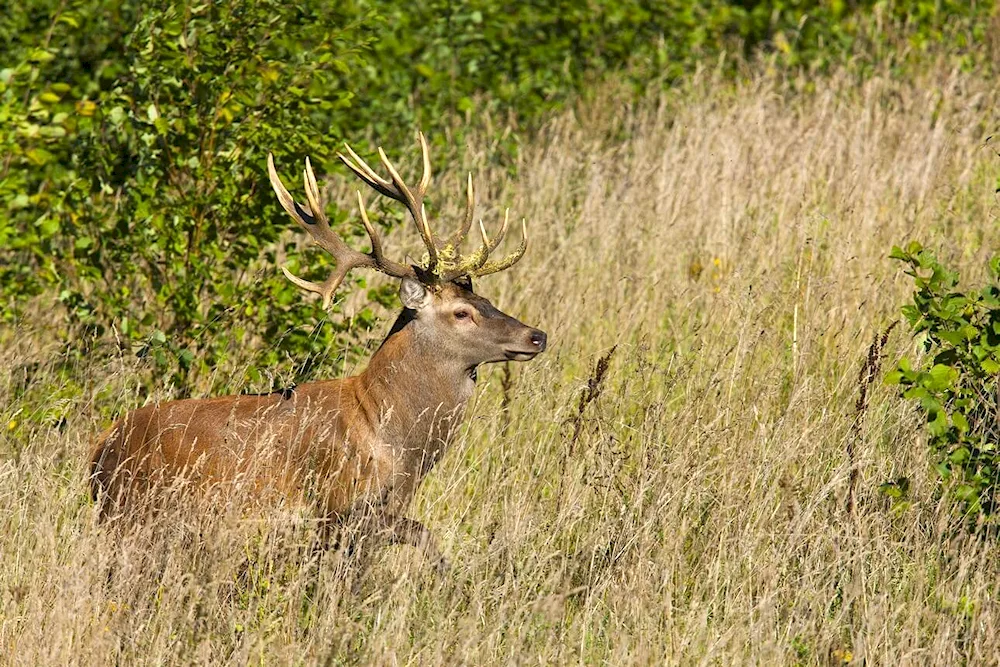 Spotted deer in Prioksko-Terrasny Reserve. Terrasny Reserve