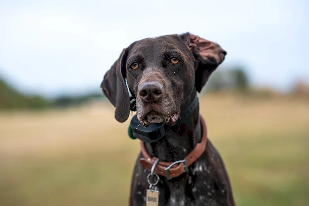 Pictures of German short haired Pointers