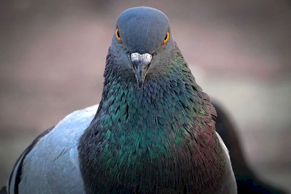 Crimean chubby pigeon