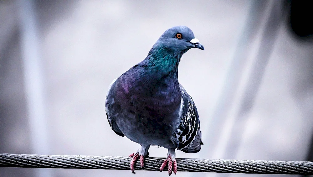 Pigeon