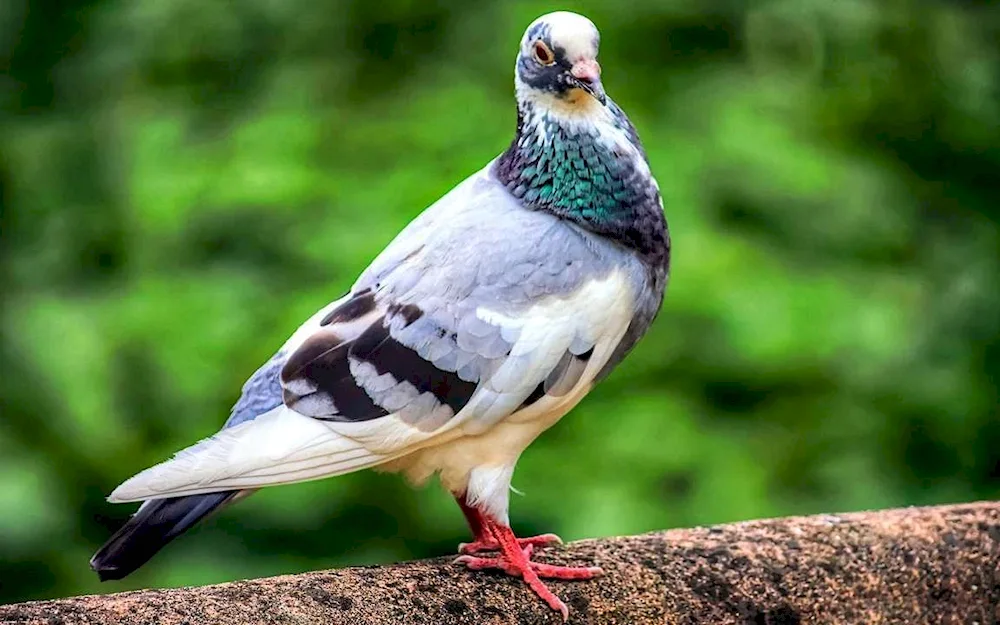 Pigeon pigeon