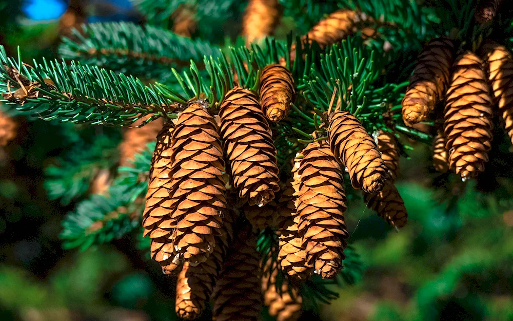 Pinyon pine cone